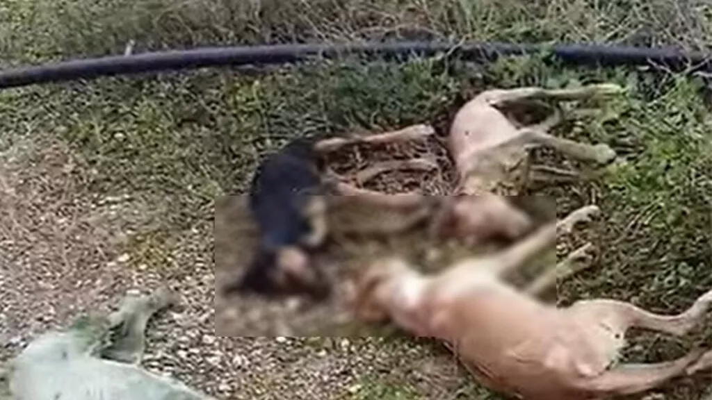 cover Green party demands investigation after dogs found dead in buffer-zone reservoir