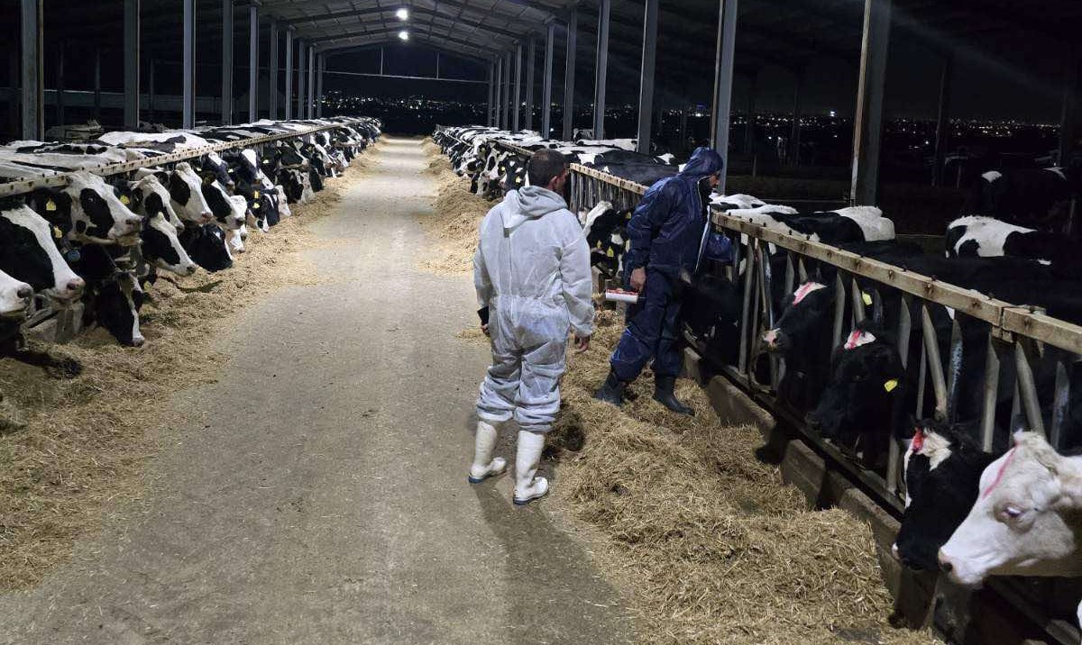 cover Vaccinations of animals begin as fight against foot and mouth continues