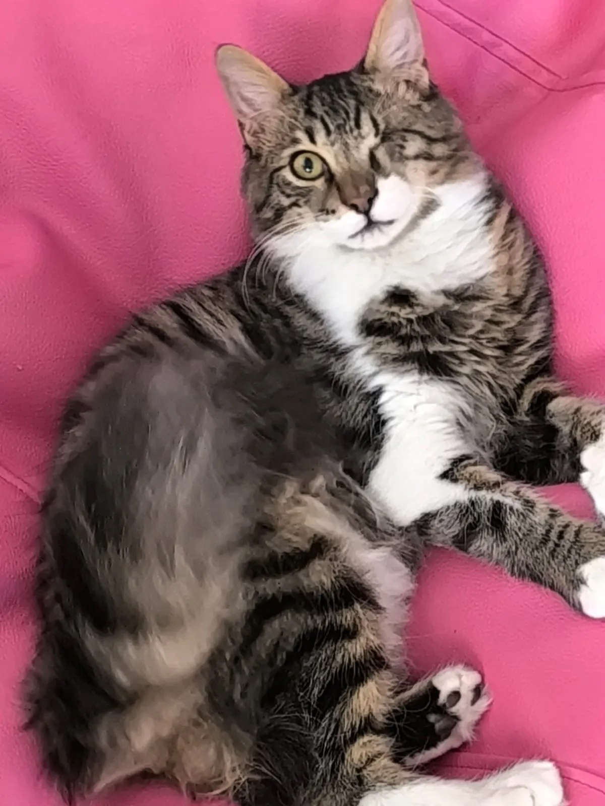 missing cat, Larnaca airport, Bibi the cat