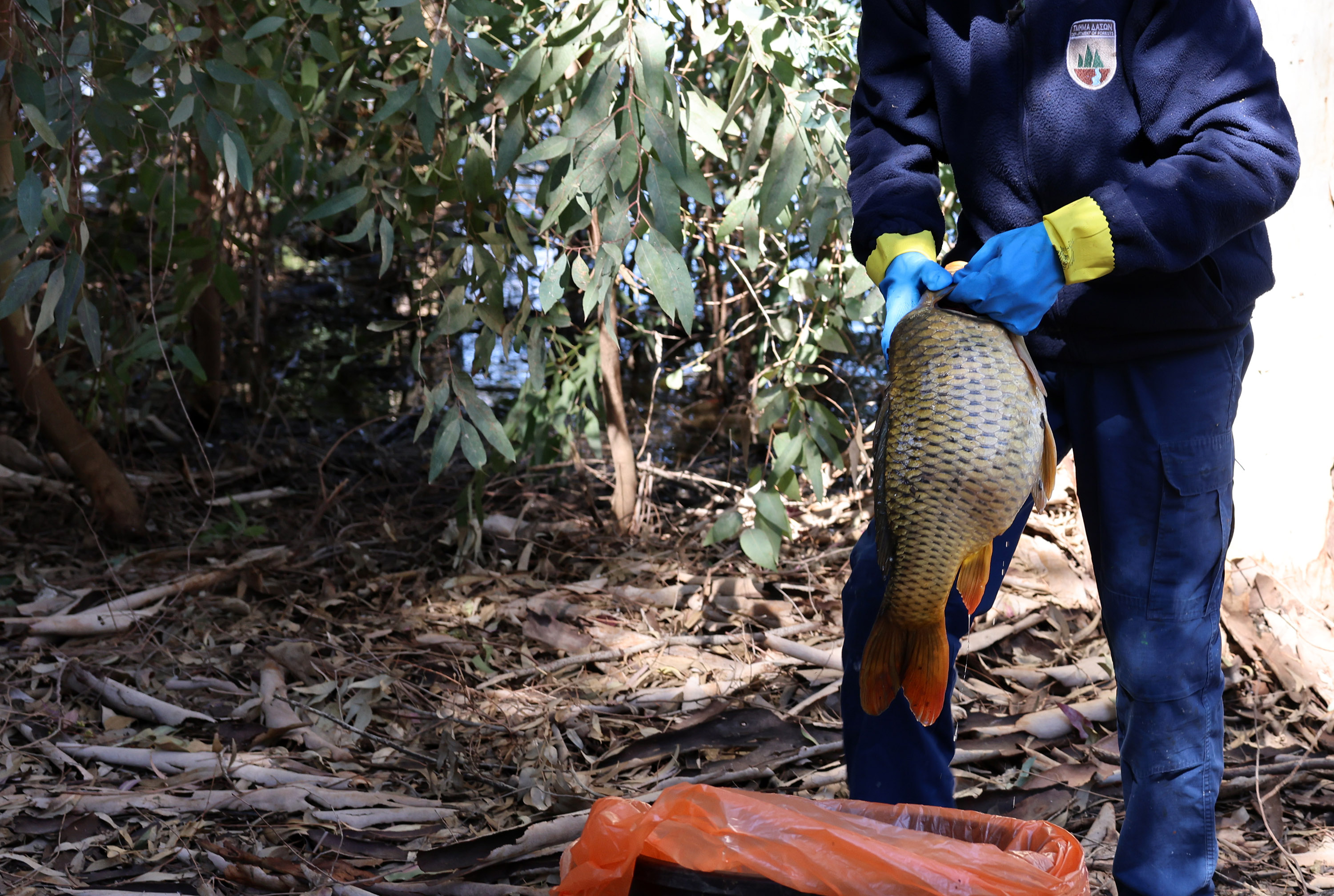 Investigation underway after dead fish discovered in Athalassa lake