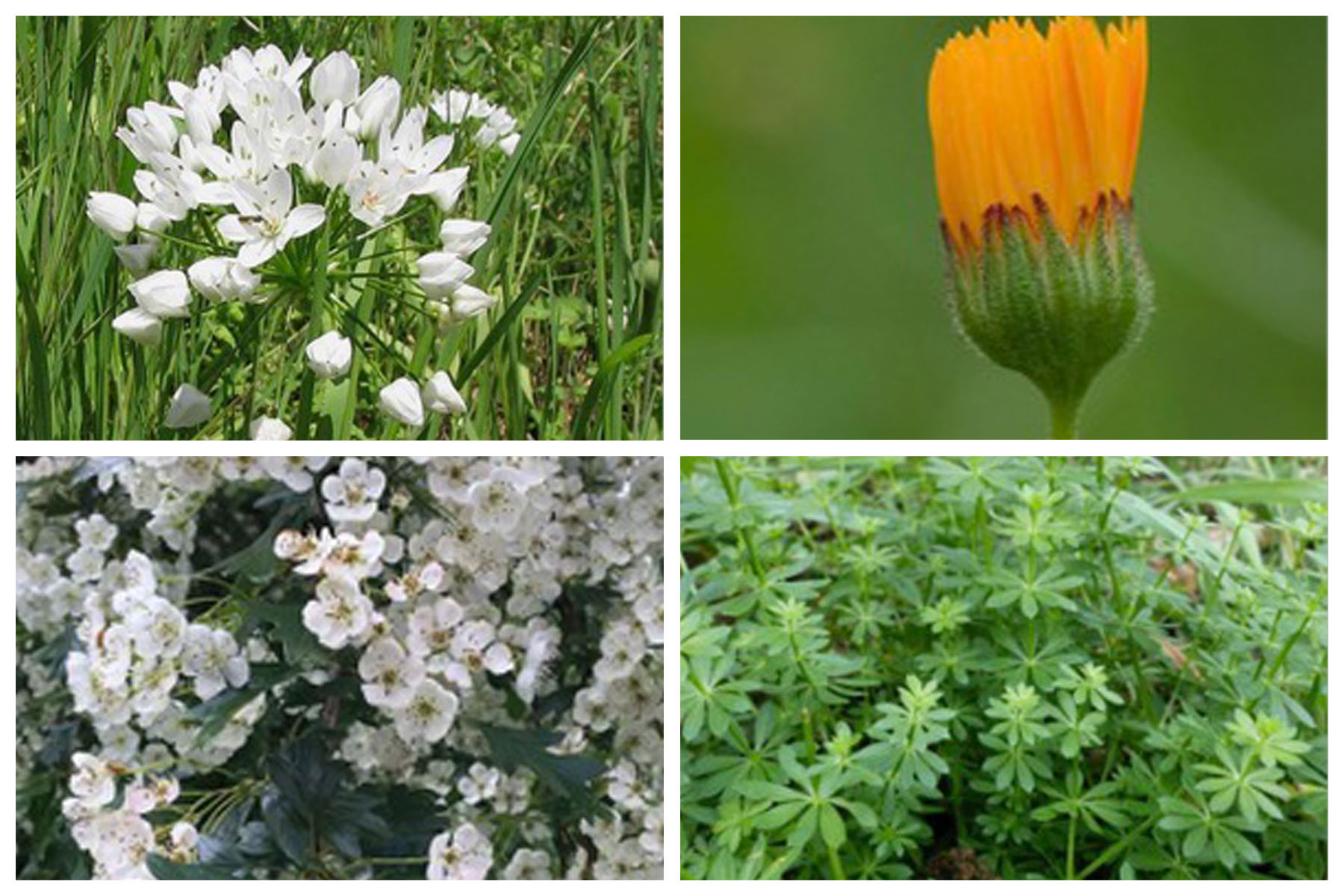 cover Paphos weekend event hosts Adventures in Wild Foraging