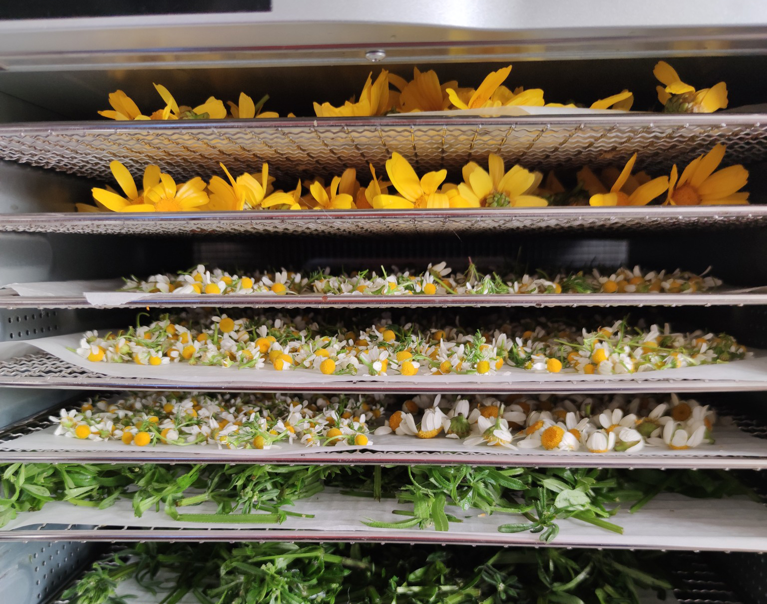 image Paper crafting and wild foraging in Paphos