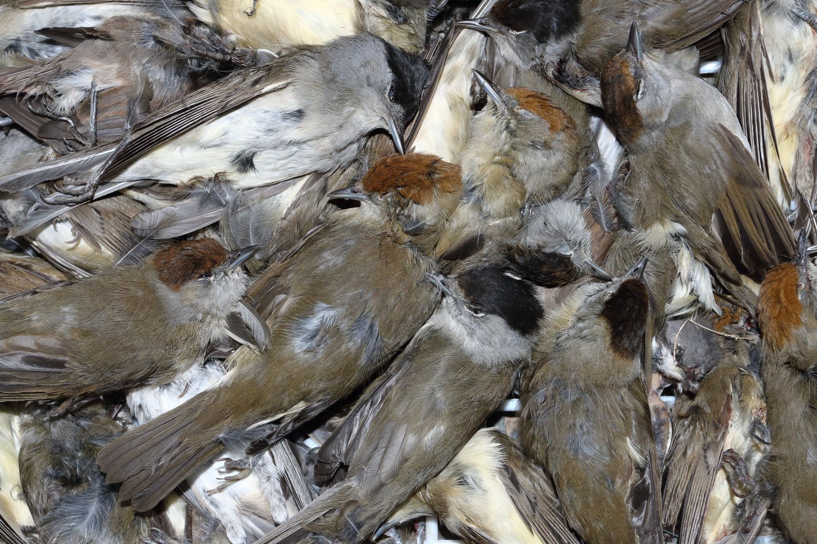 cover Over 700,000 birds illegally killed in 2025