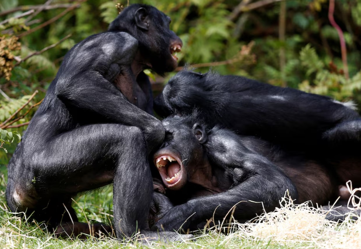cover Are bonobos truly the peaceful counterparts to chimps? New study says no