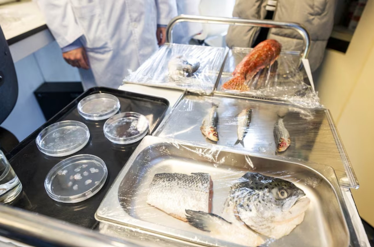 cover Spanish researchers develop low-cost artificial cornea from fish scales