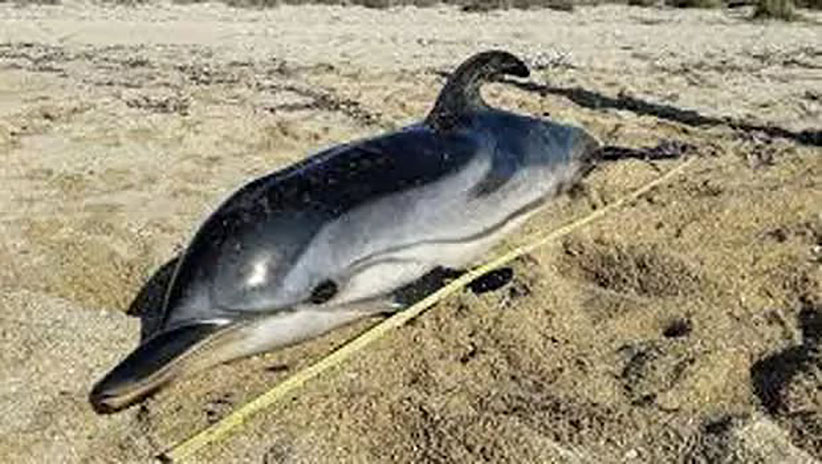 cover Dead dolphin found on Paphos beach