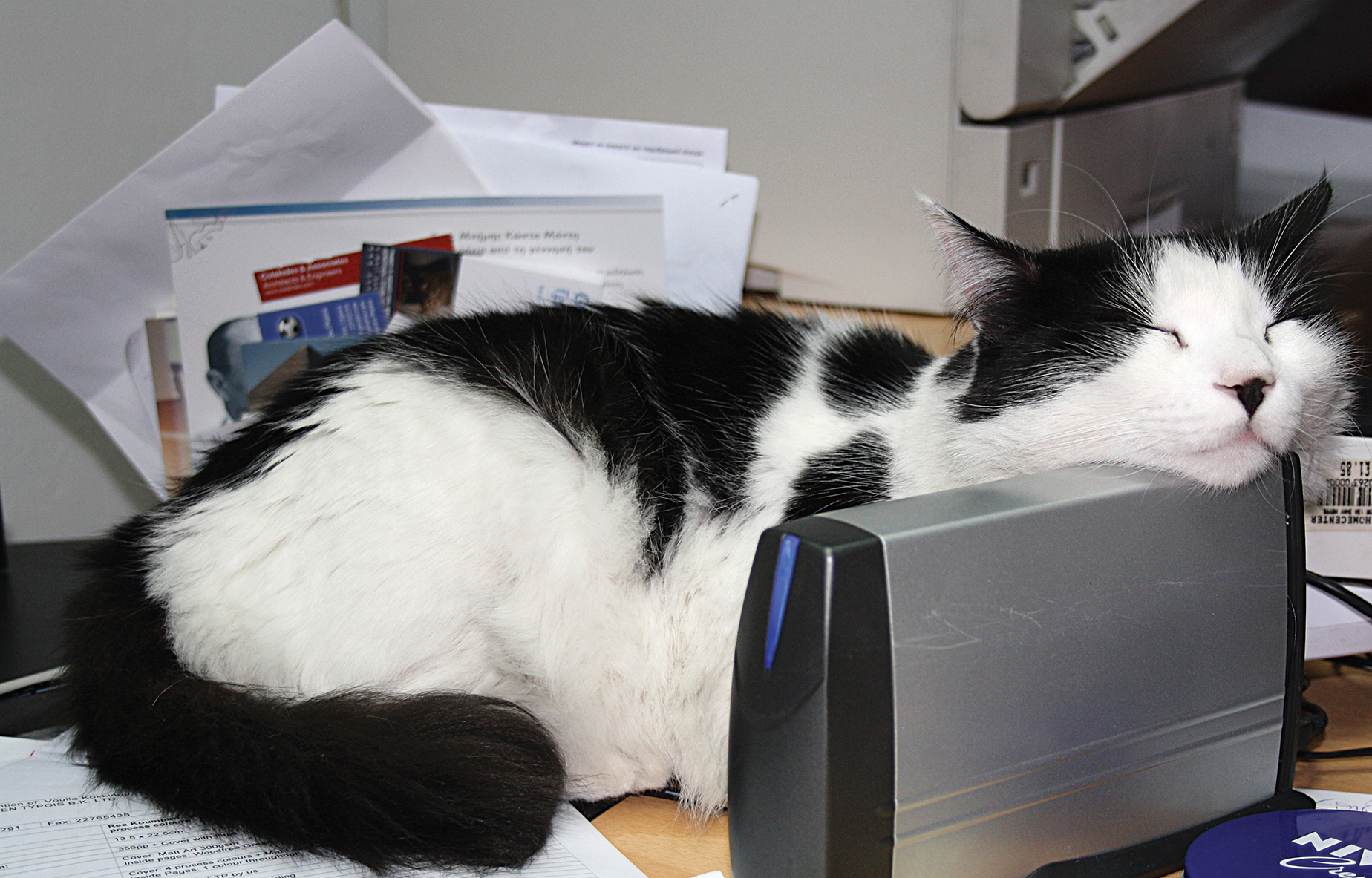 image Rehabilitating our Cyprus cats 