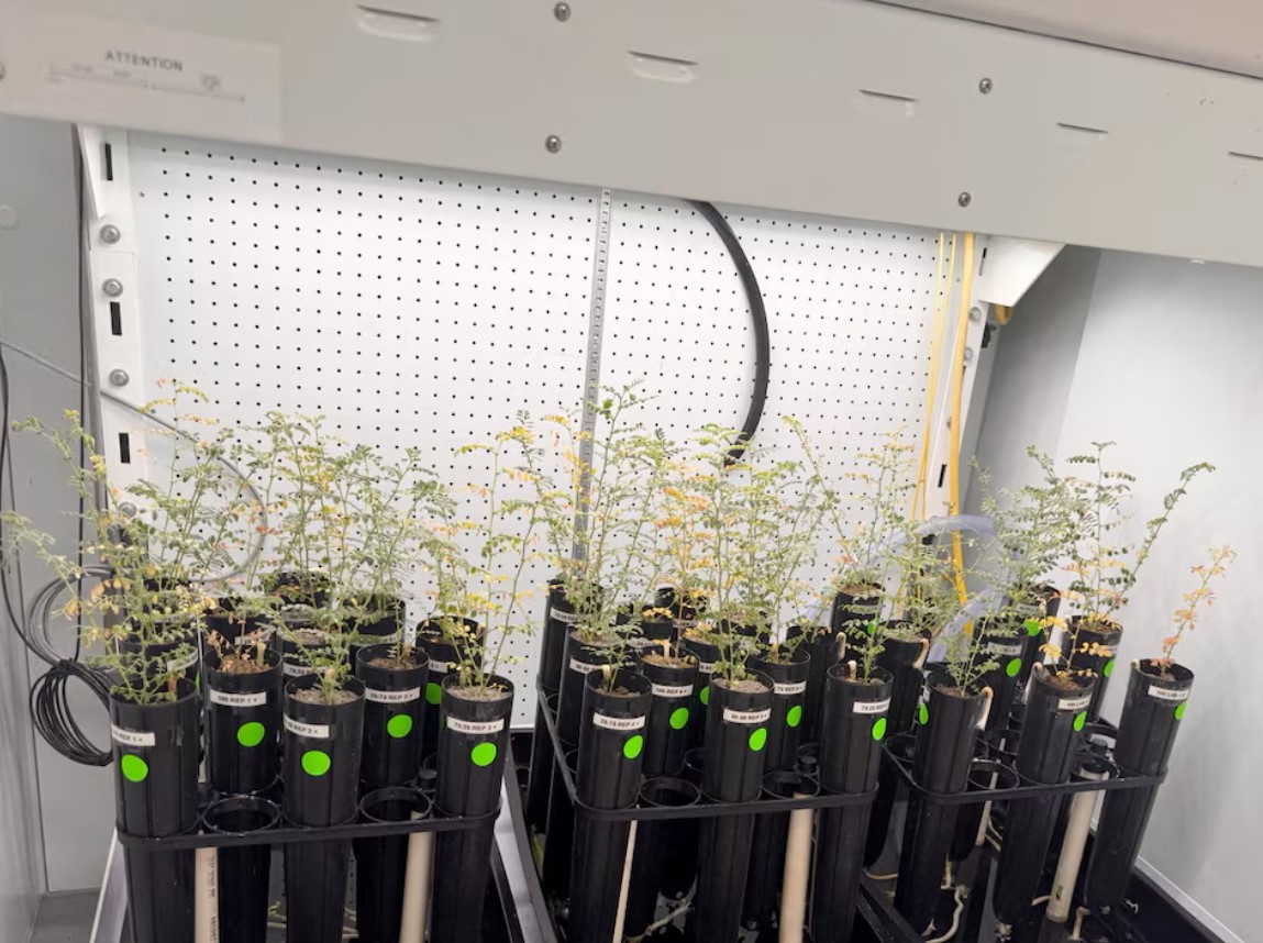 cover With lunar missions looming, scientists grow chickpeas in &#8216;moon dirt&#8217;