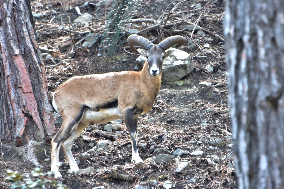 image Moufflon enclosures temporarily shut