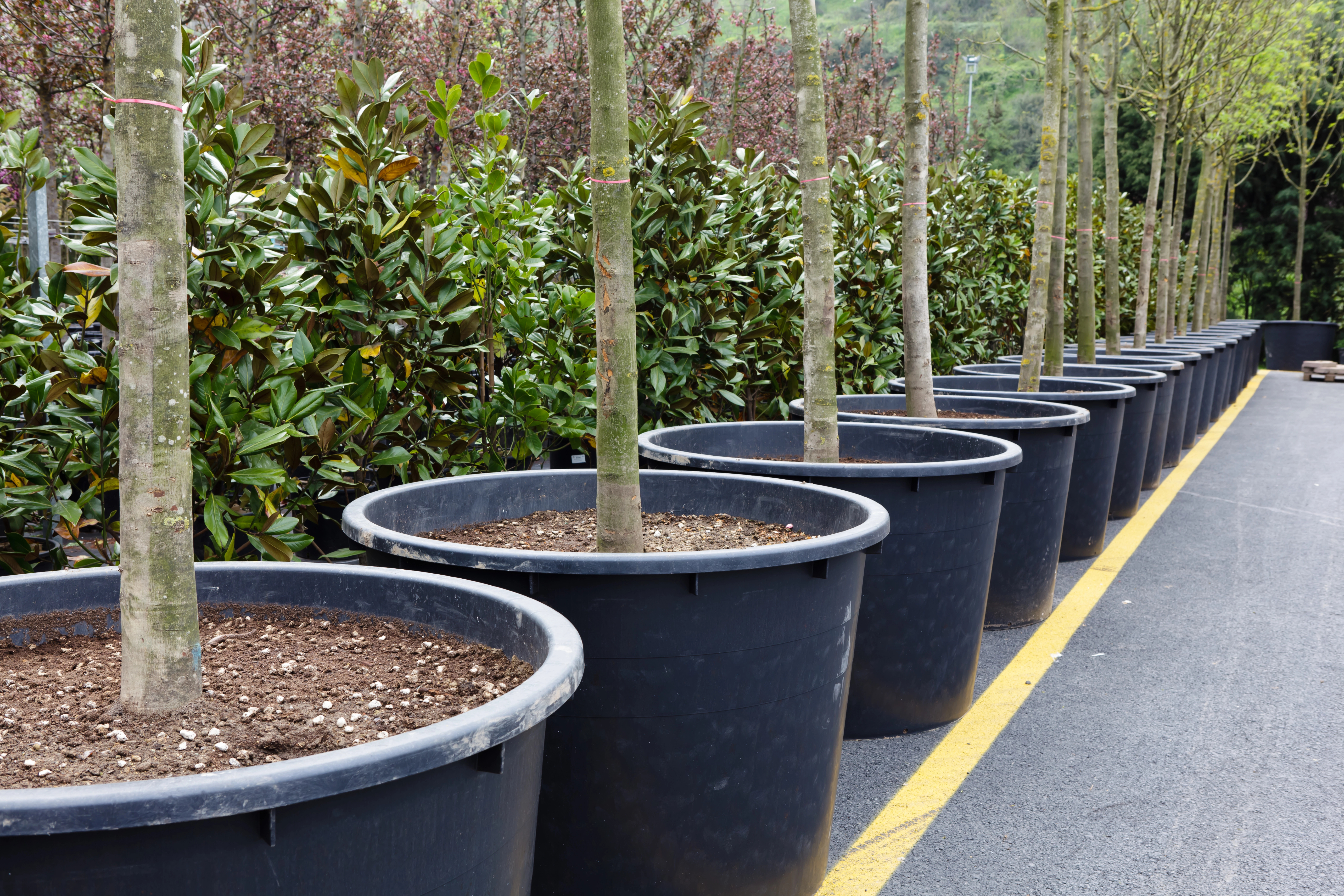 image Saplings donated to Paralimni planted along road
