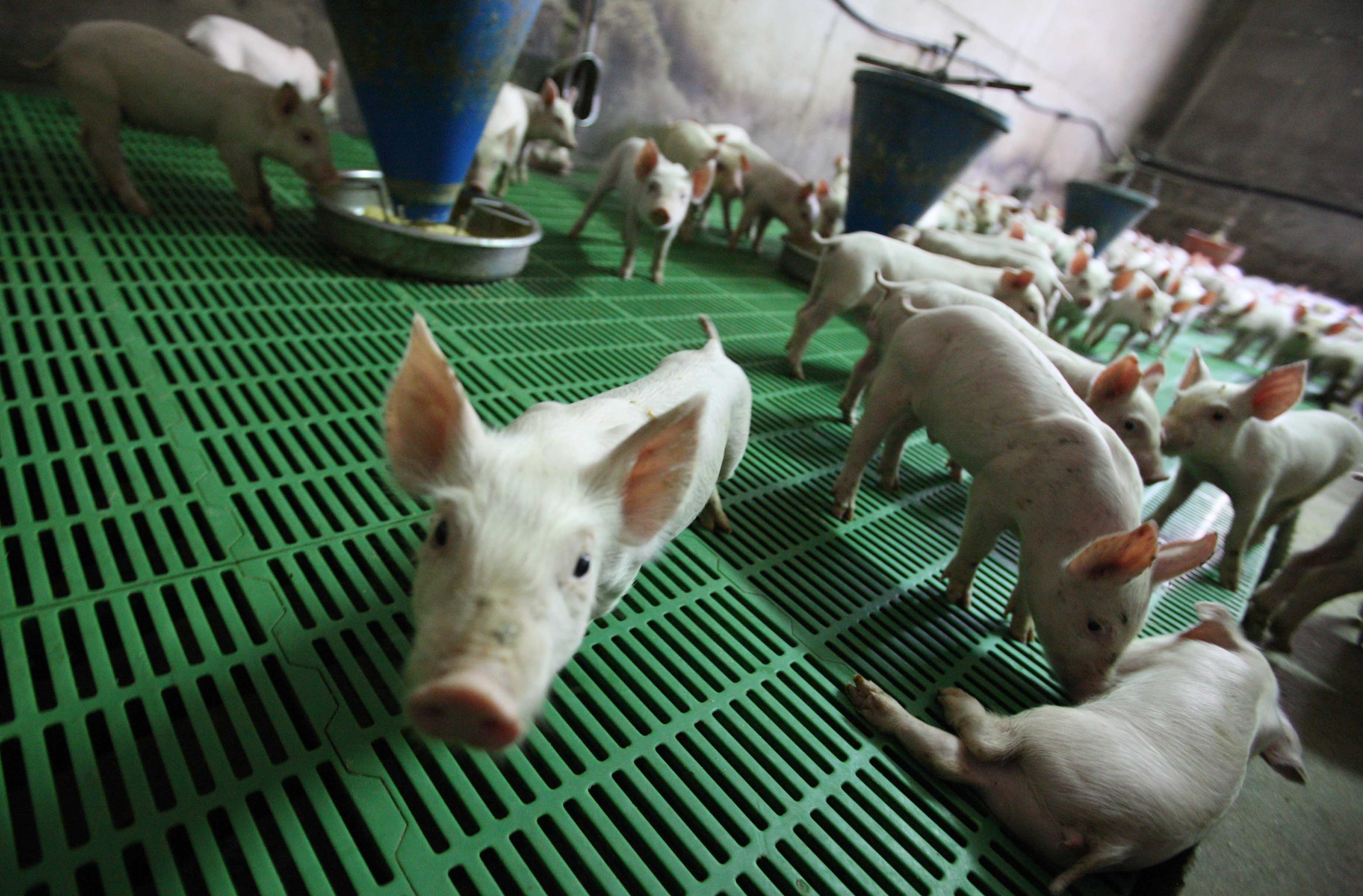 Over 100 farms now infected with foot and mouth disease