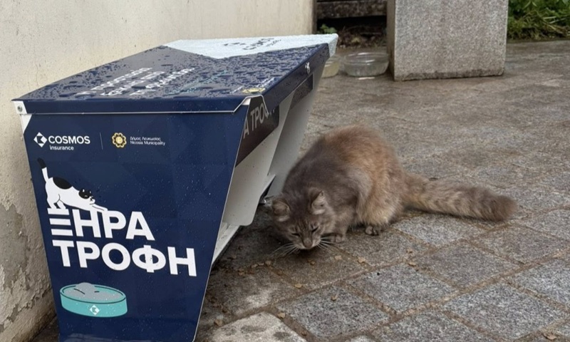 image Who cares about Nicosia&#8217;s stray cats?