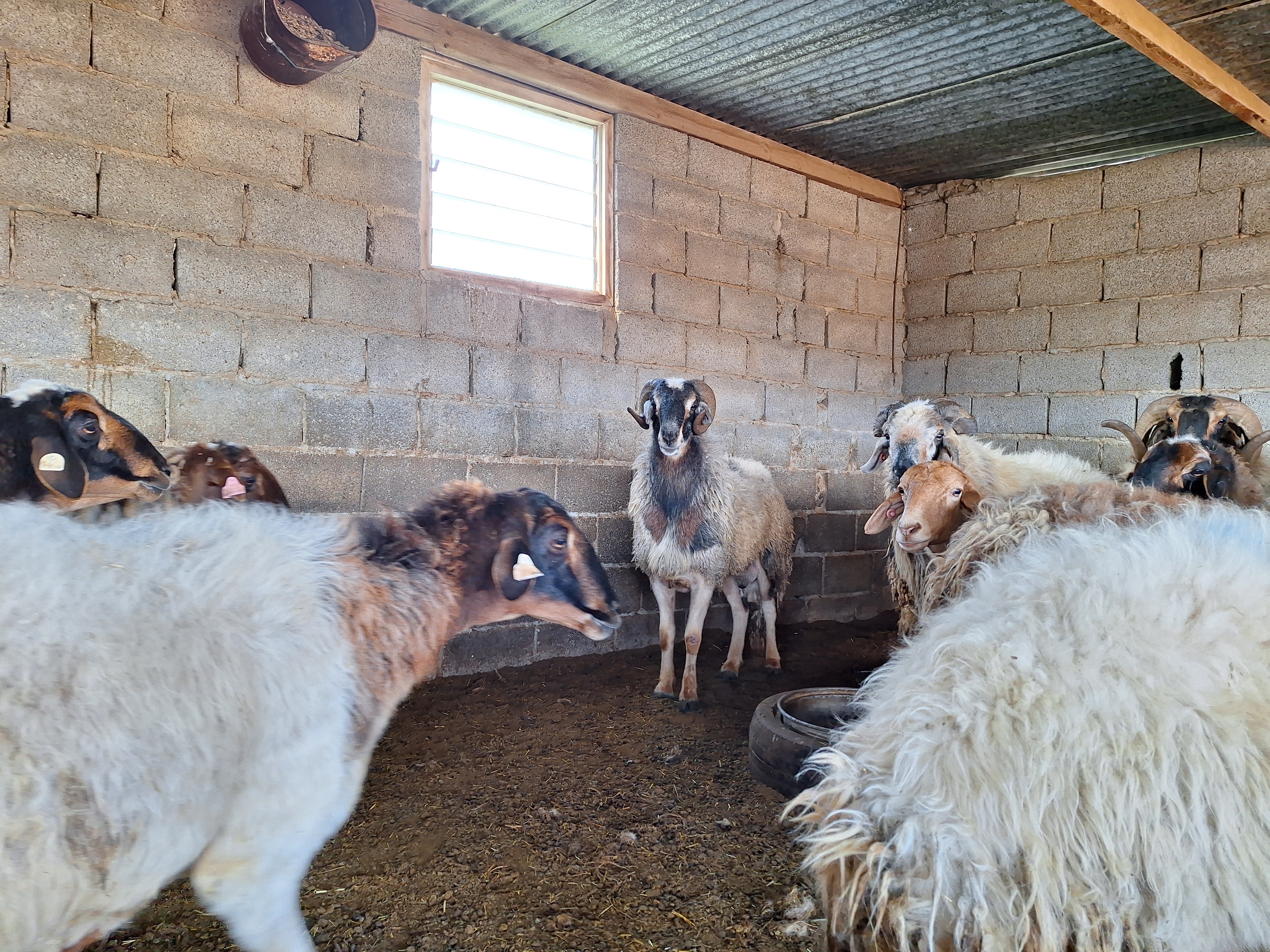 cover Rare Cypriot fat-tailed sheep breed faces culling risk amid FMD outbreak