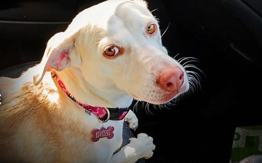 image Ecologists demand answers over shooting of dog in Nisou