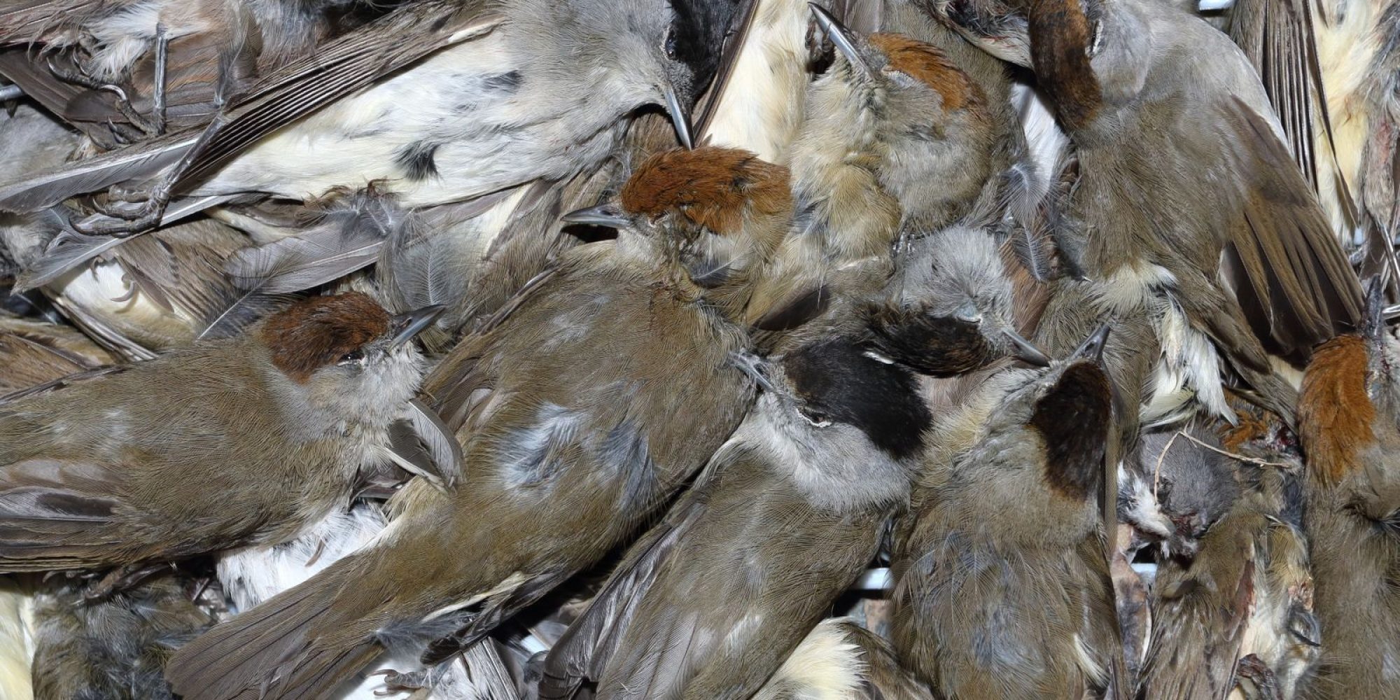 cover BirdLife urges tougher curbs on toxic lead use