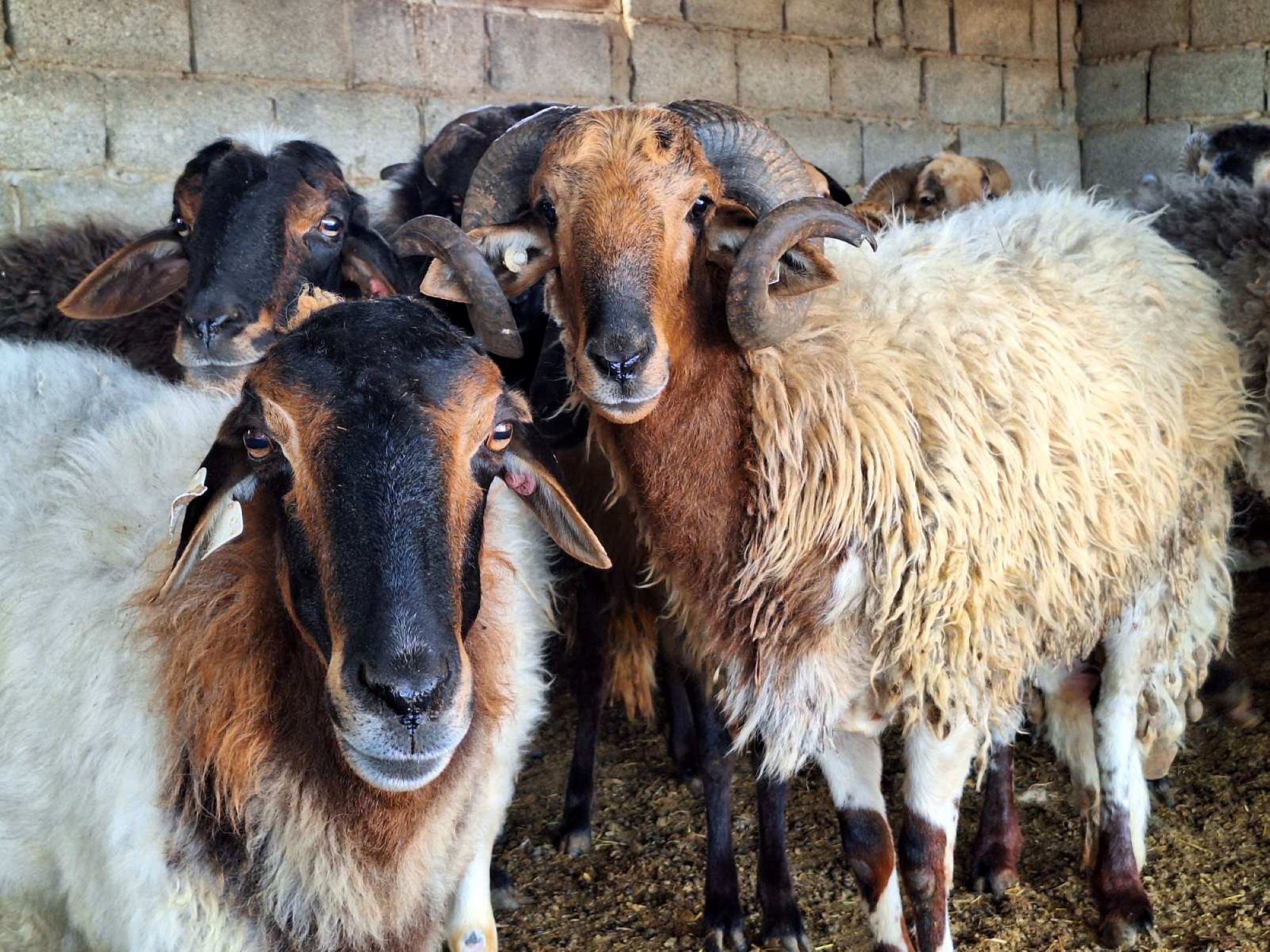 cover Decision on culling of rare breeds to be reached within the week