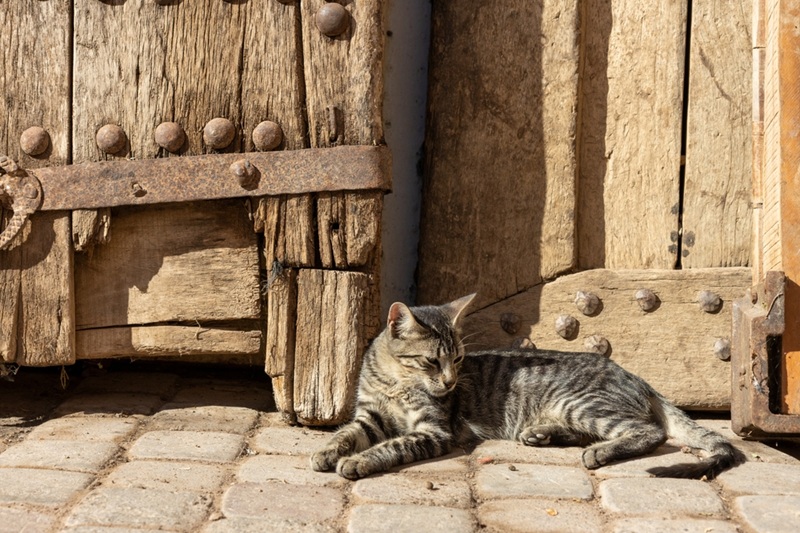 Who cares about Nicosia's stray cats?