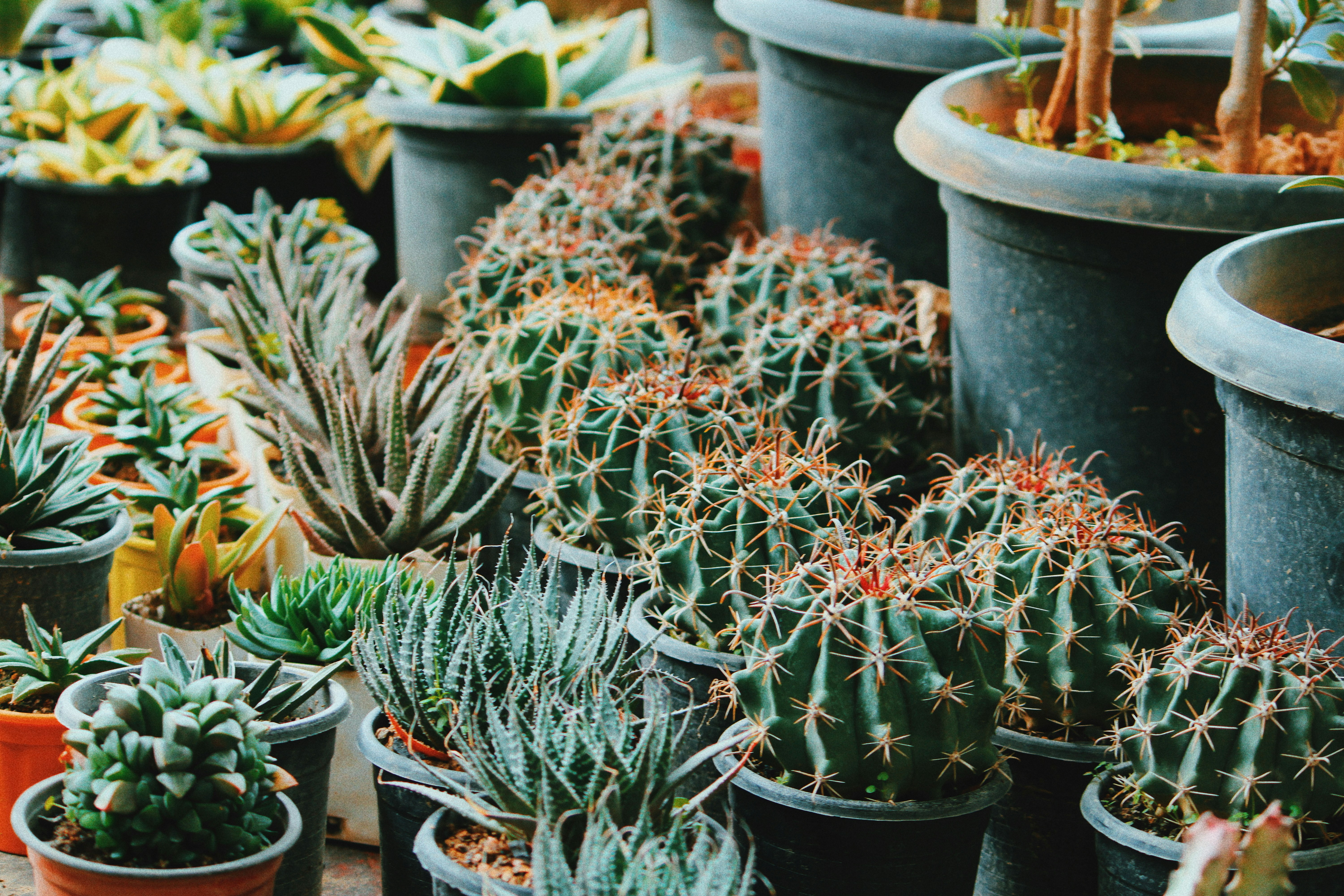 cover Cyprus’ annual prickly exhibition heading to capital