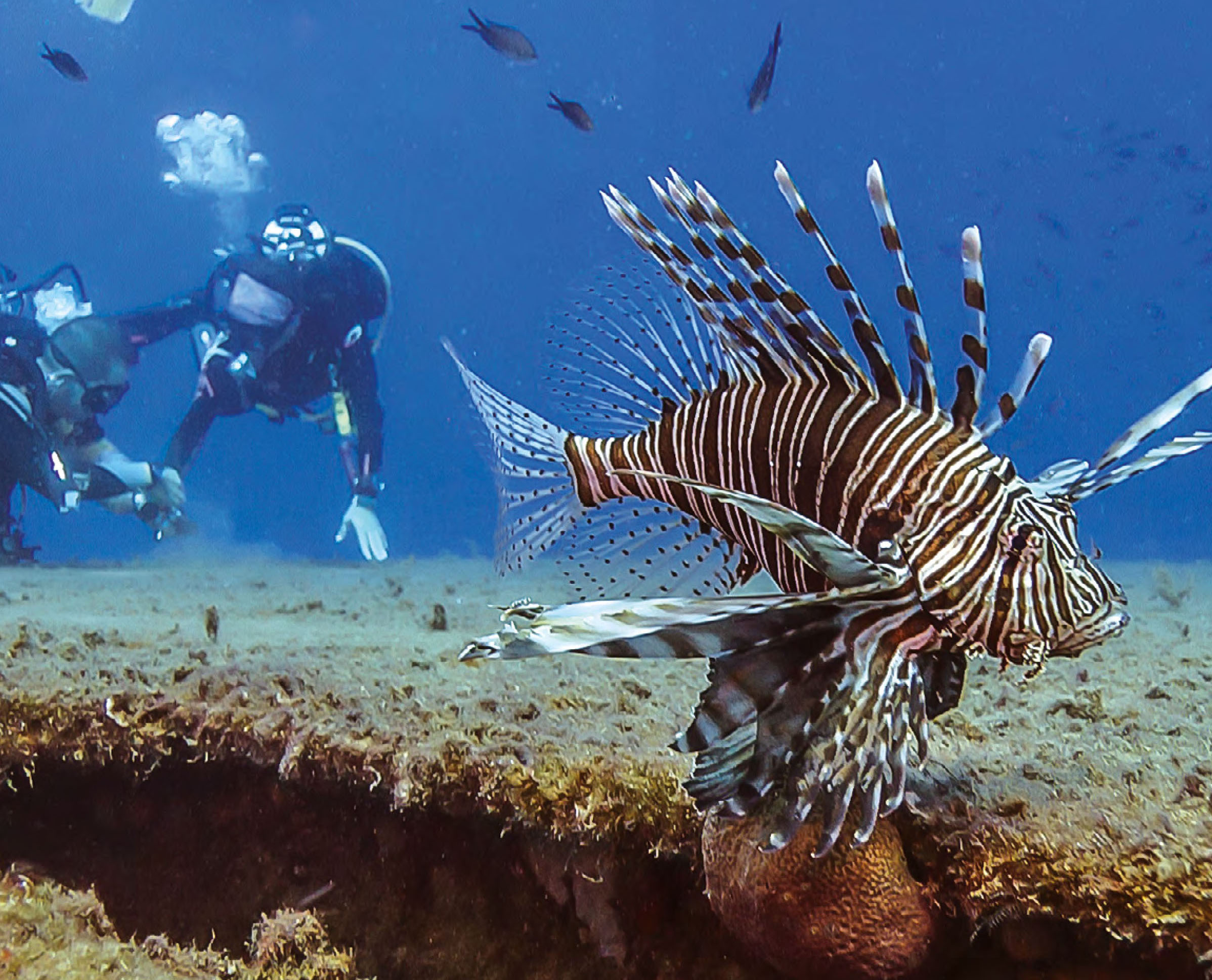 Popularity of invasive fish in Cyprus grows