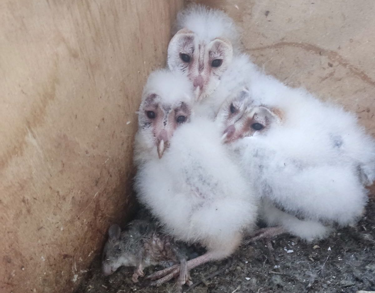 cover Barn owl programme to boost natural pest control