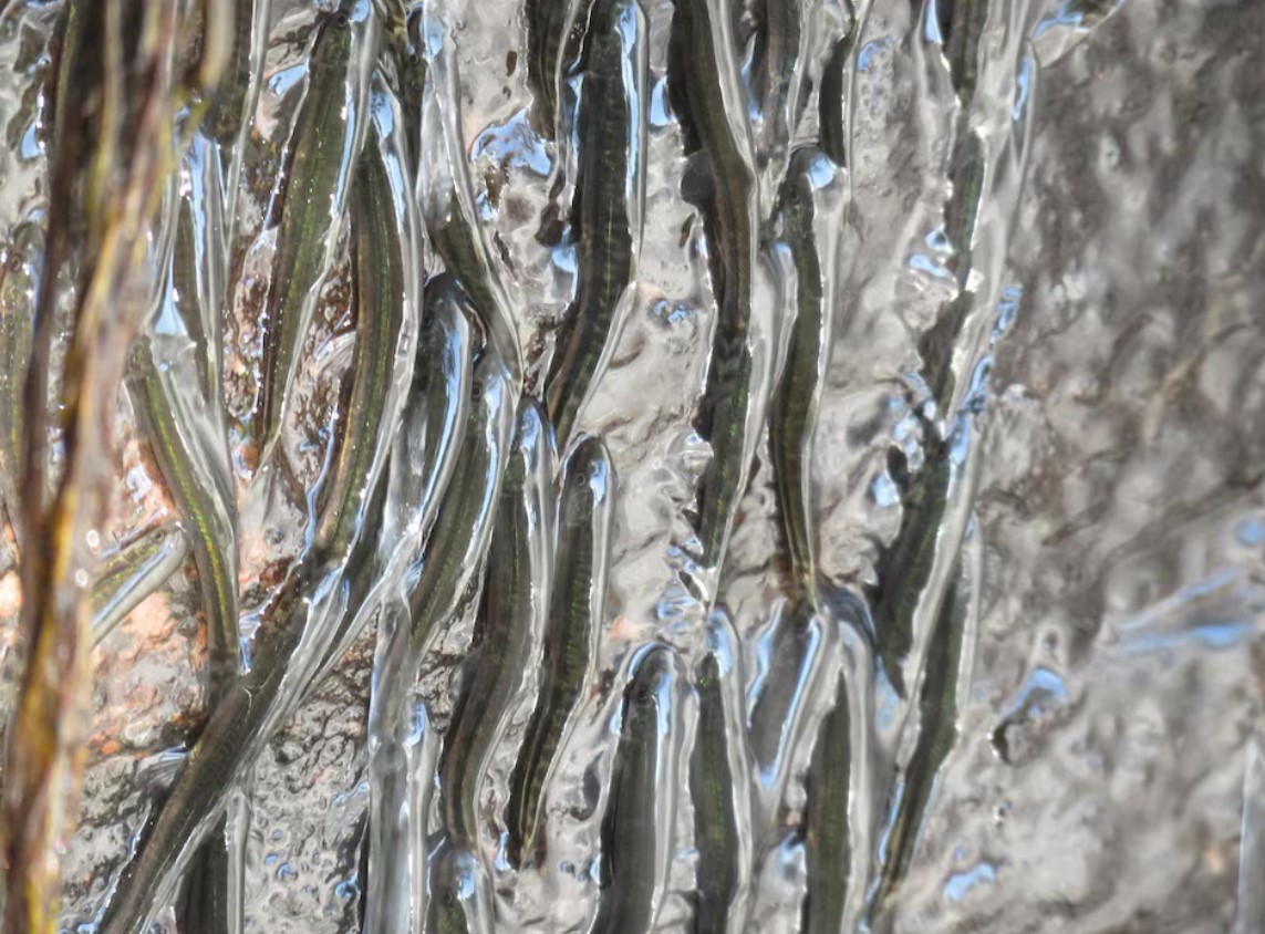 image Thousands of small fish defy gravity to climb Congo waterfall