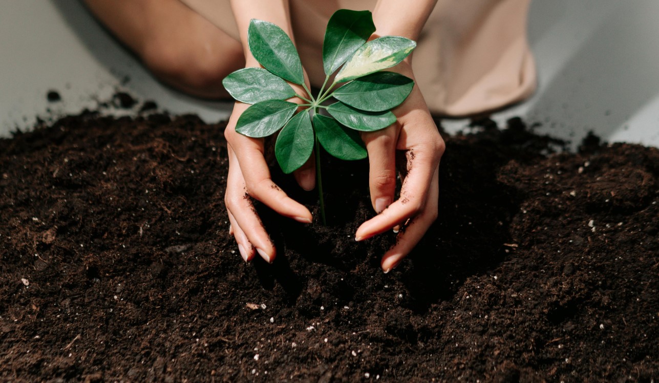 cover Cyprus accounting body promotes urban sustainability with tree planting action