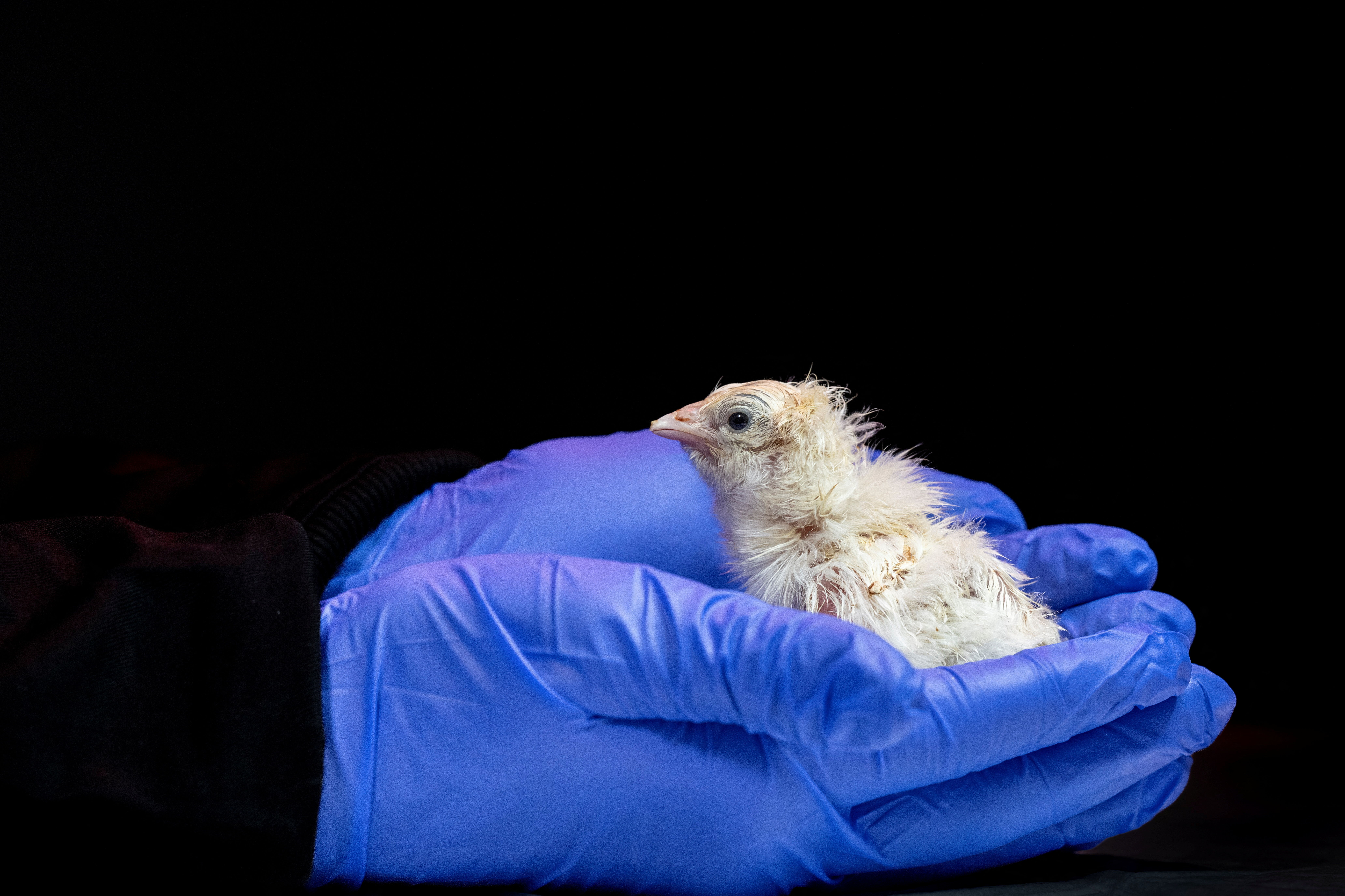 image Chicks hatch from artificial egg as US company aims to revive extinct species
