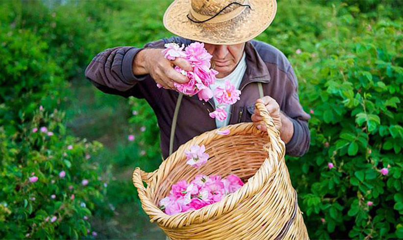 cover Where to smell the roses this May