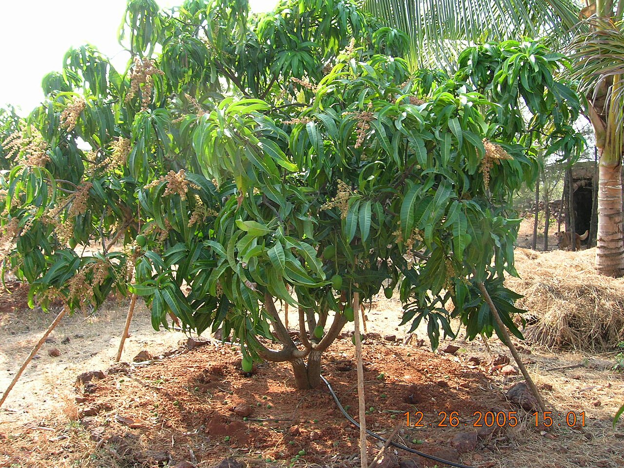image India’s prized Alphonso mango crop ruined by weather