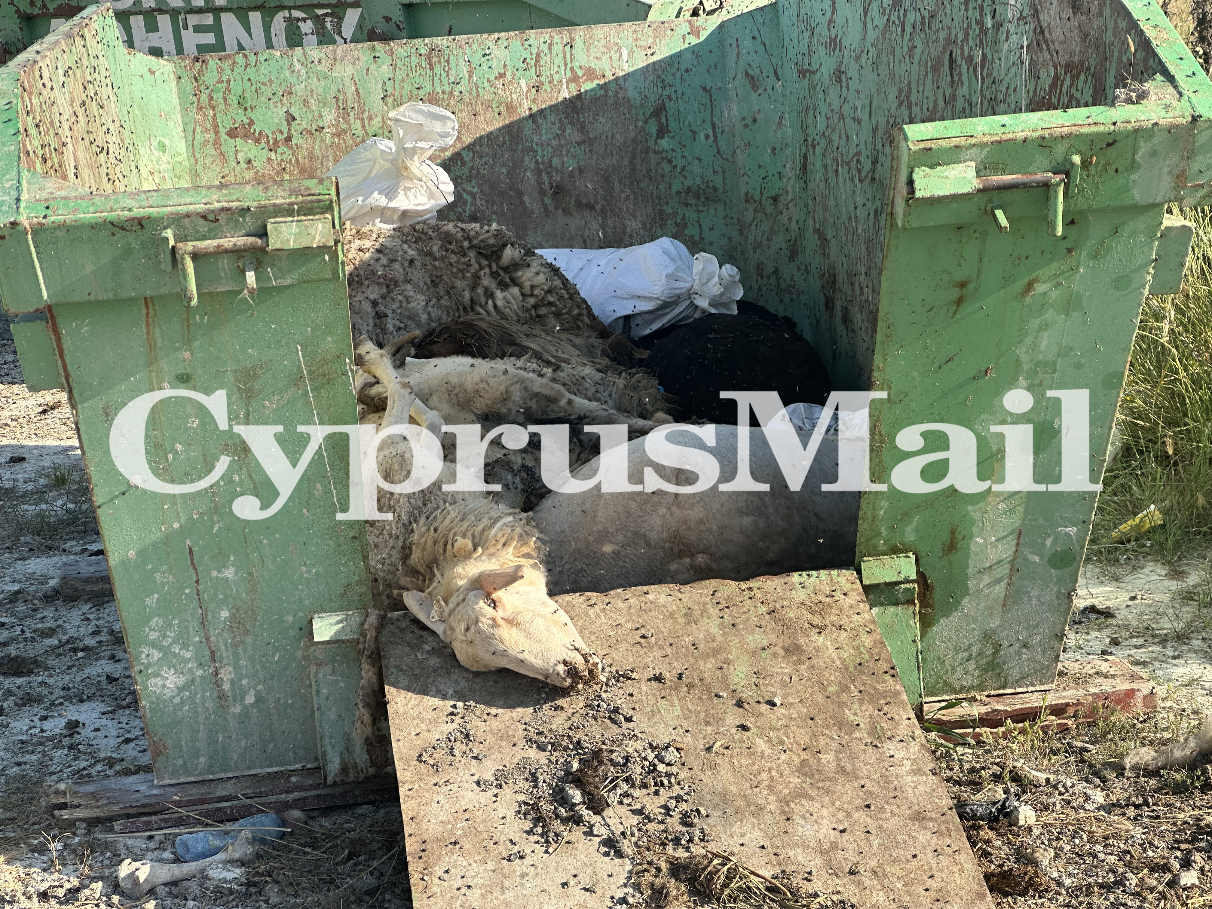 FMD, foot and mouth, sheep, goats, animals, cull, culling