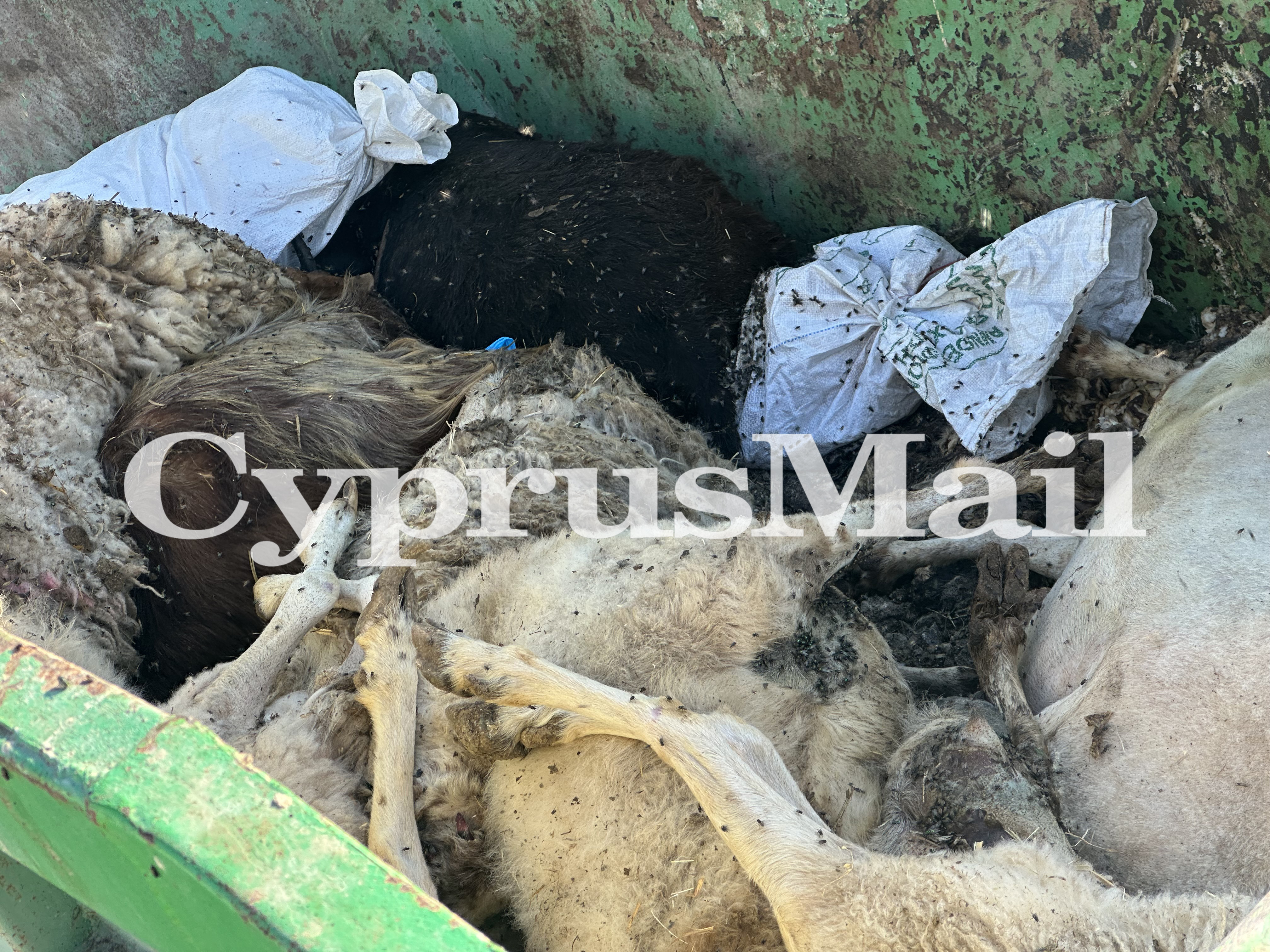 Dead sheep left in skip in Athienou raise concerns
