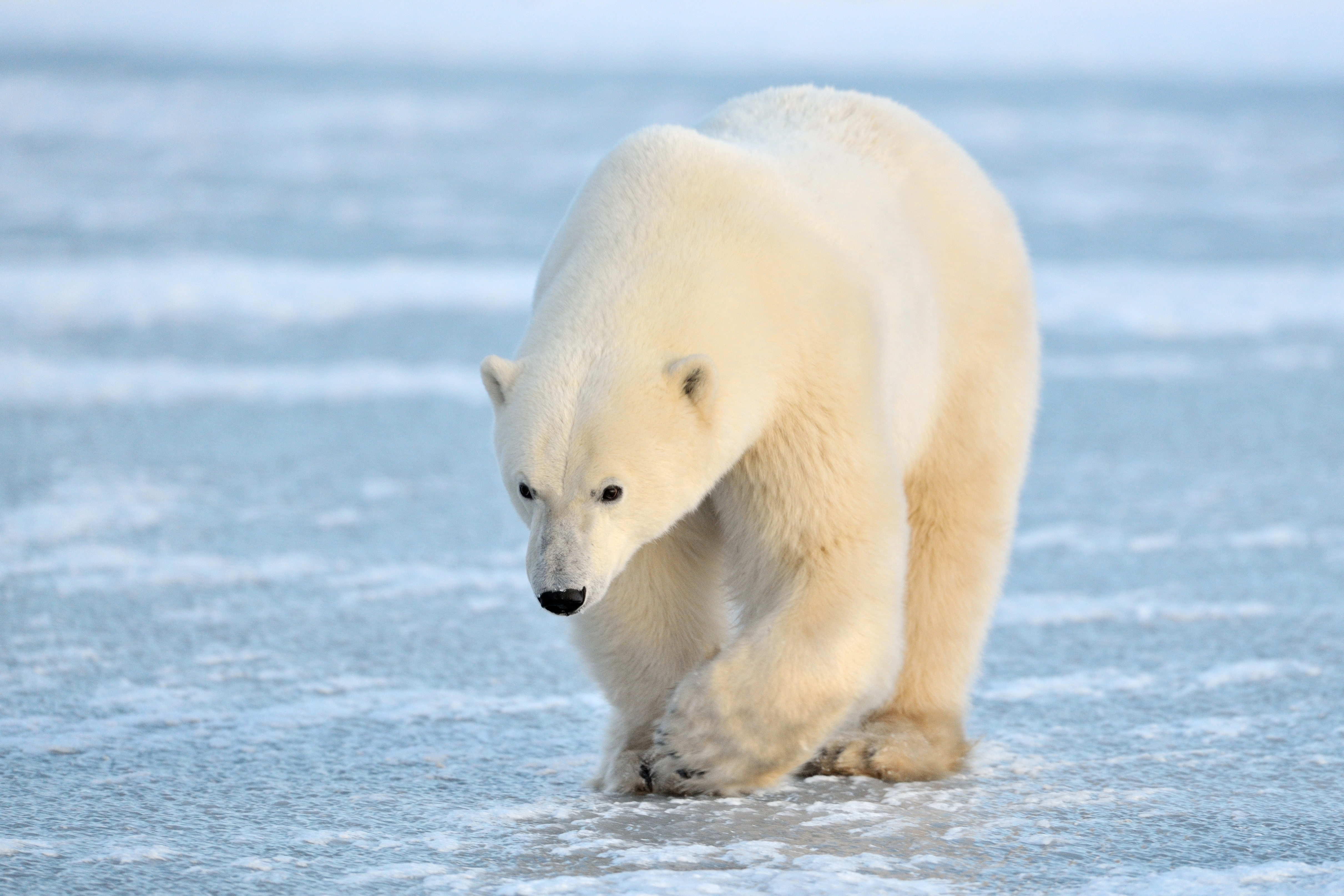 cover Bird flu found in polar bear in Europe for first time
