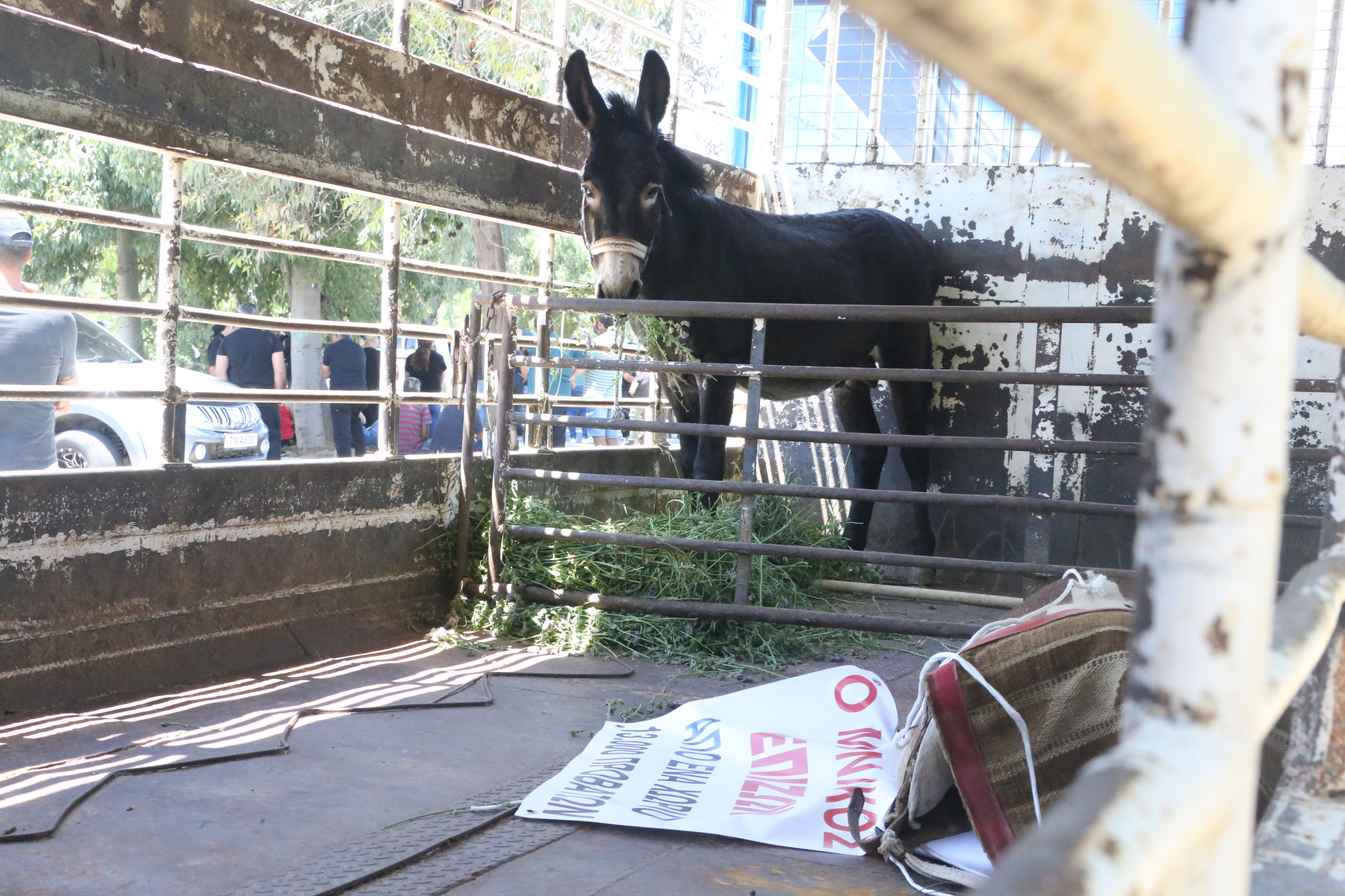 image ‘I lost 2,300 animals, the only thing I have left is a donkey’