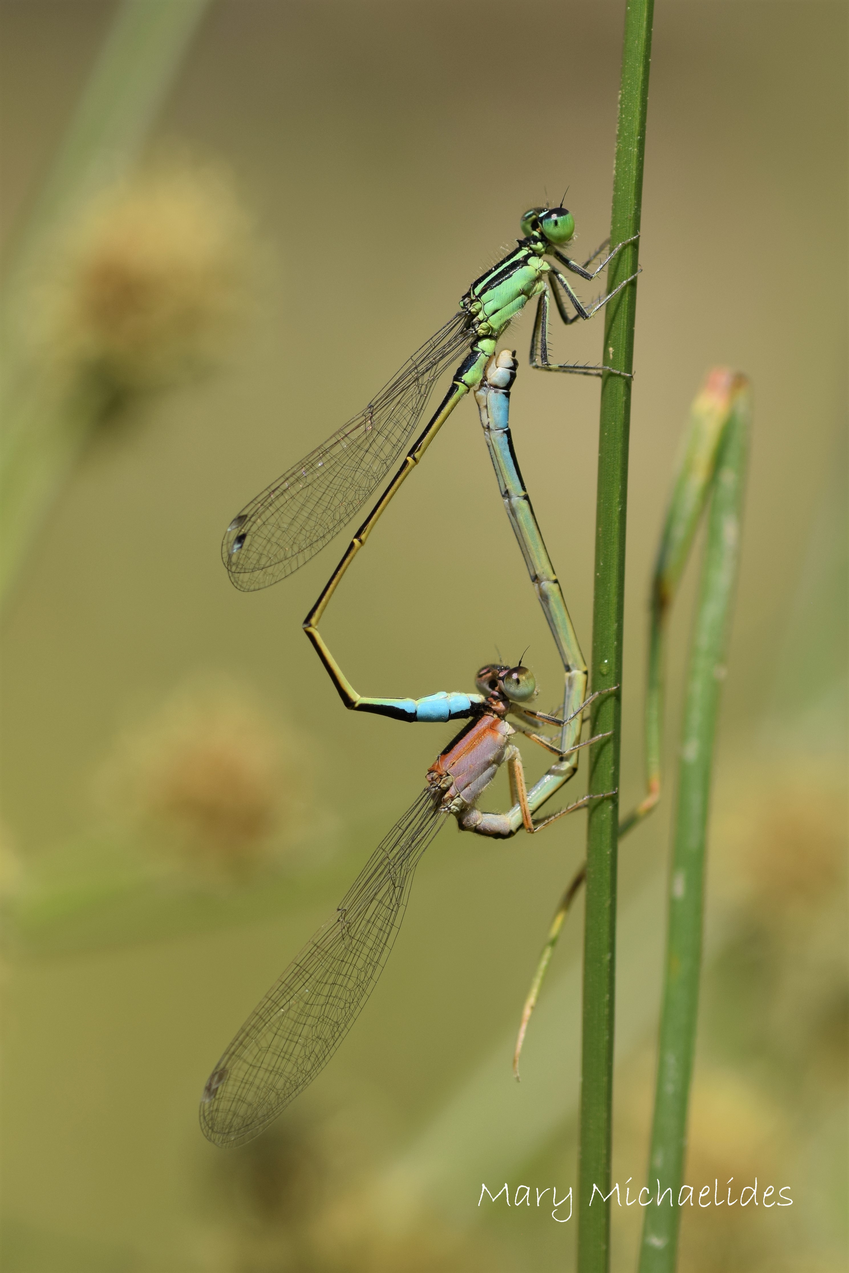 environment, insect, dragonfly, bug