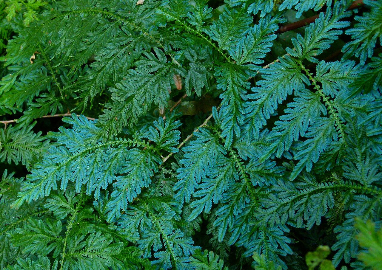 image Climate change threatens global plant species as habitats shrink