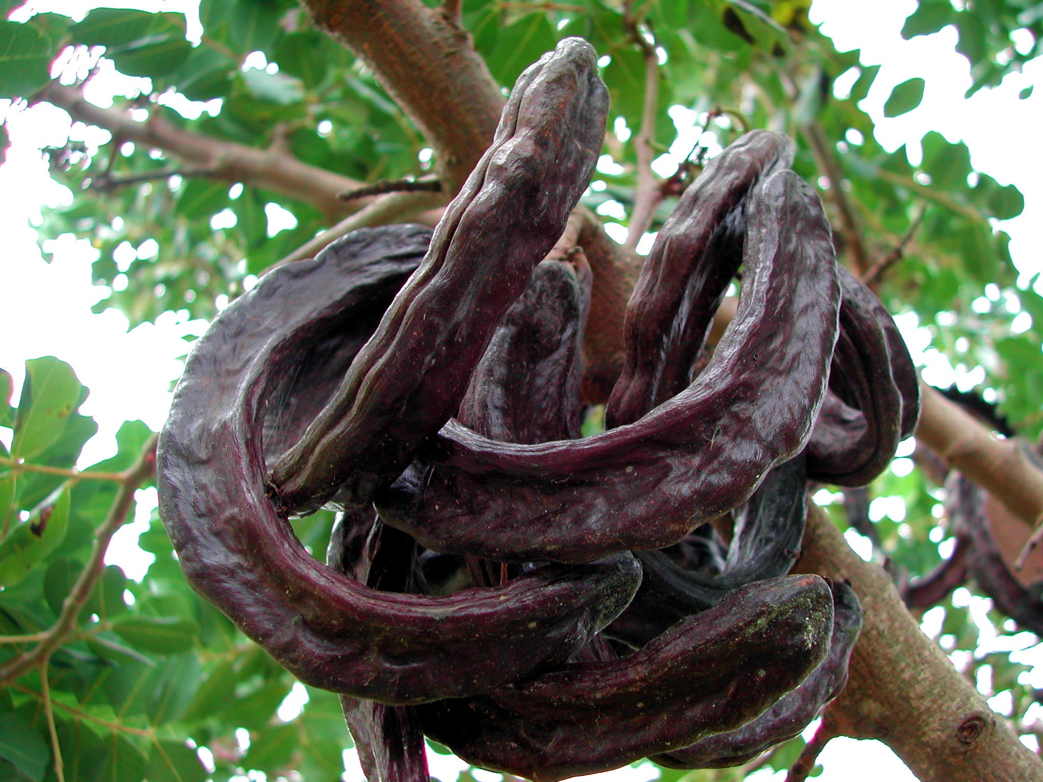 Carob, farming, farm