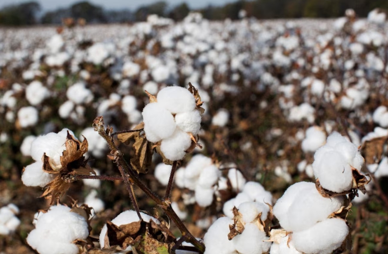 image Scientists unravel the history of cotton domestication