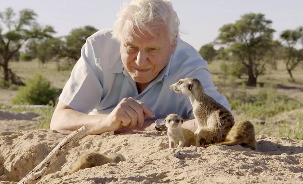 cover Sir David Attenborough, ‘the voice for nature,’ turns 100