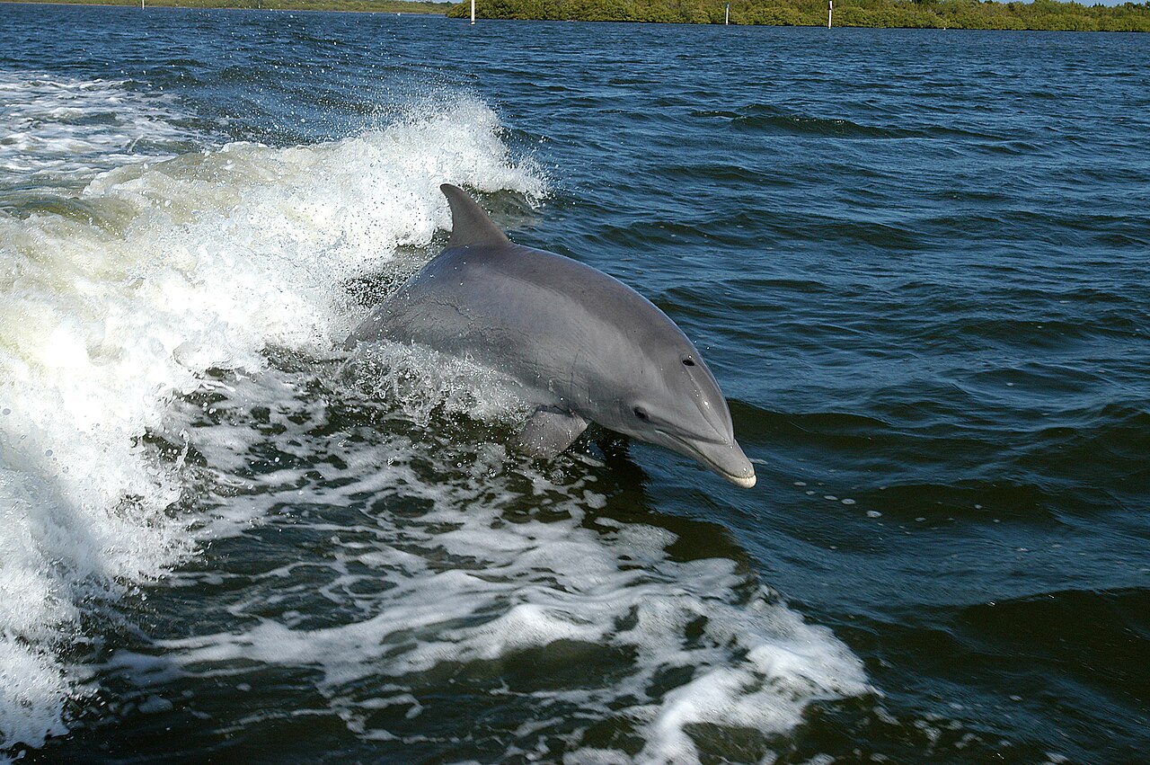 cover Brazen dolphins are not a fisherman’s friend