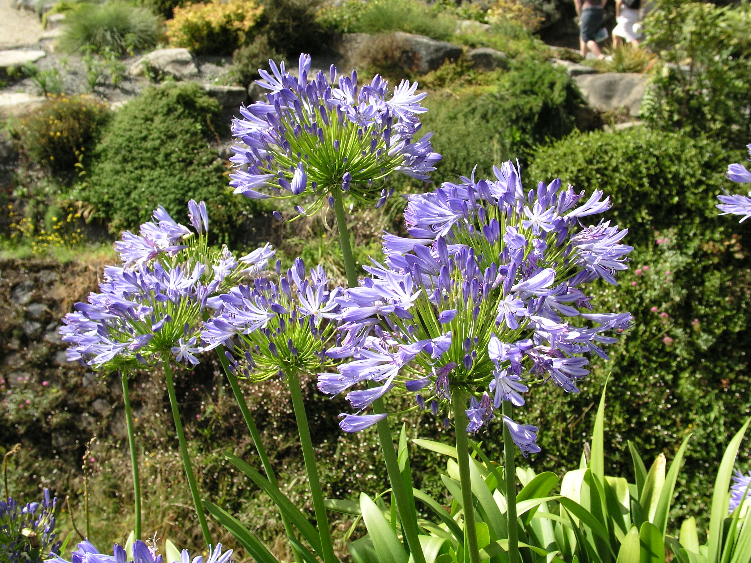 cover What to plant if you want a garden full of flowers