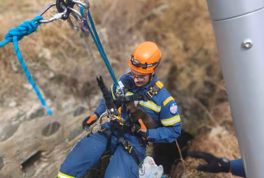 cover Firefighters rescue dog from eight-metre pit in Nicosia