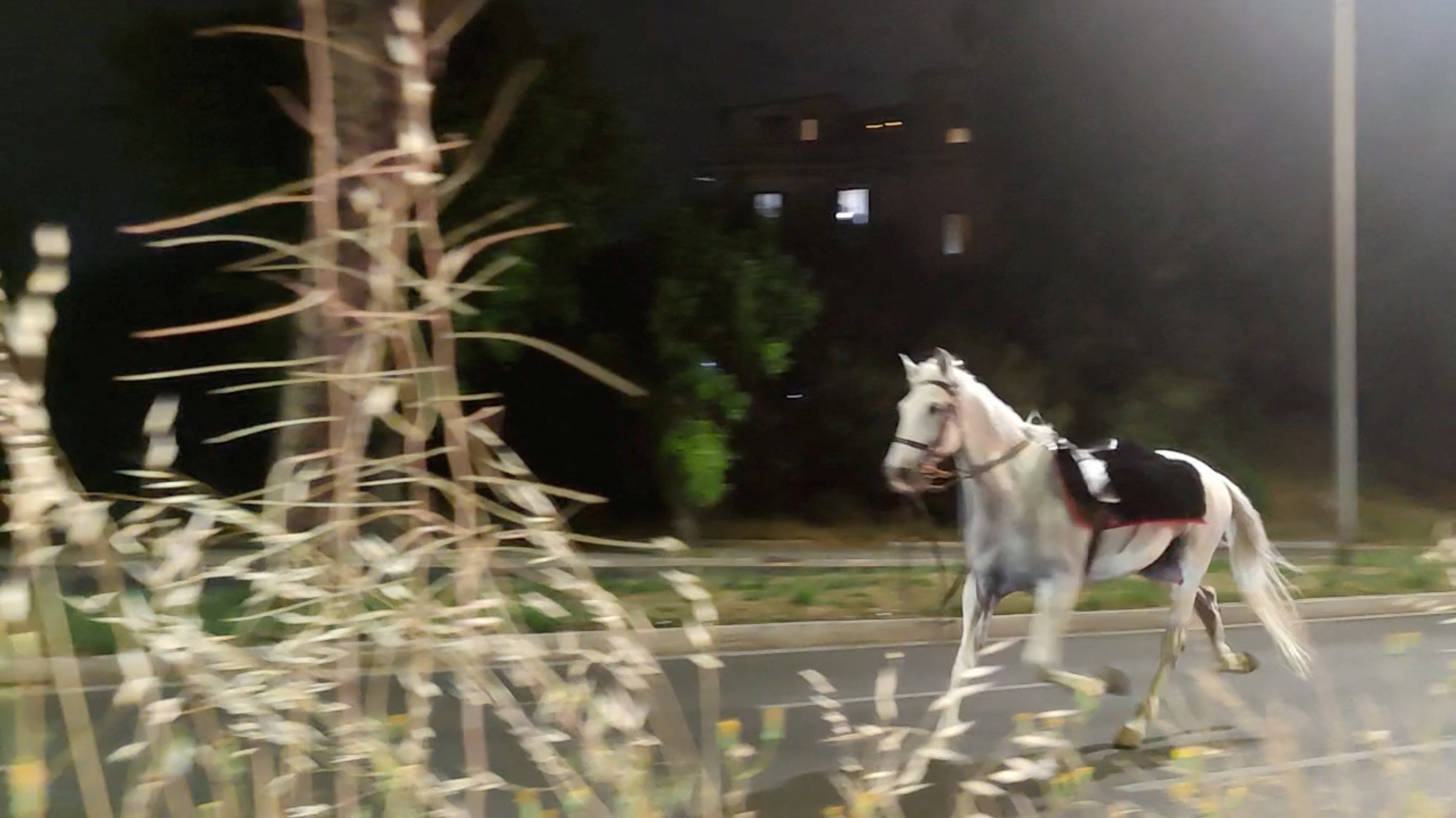 cover Horses bolt through Rome after policeman lights fireworks at parade rehearsal
