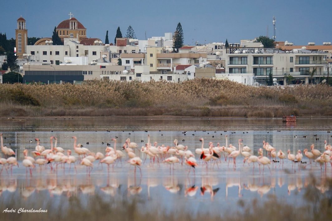cover Paralimni municipality rejects allegations of harmful drainage of lake 