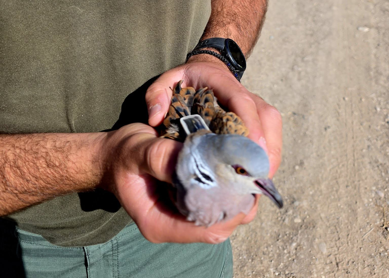 cover Game Fund monitors diverse turtle dove migrations