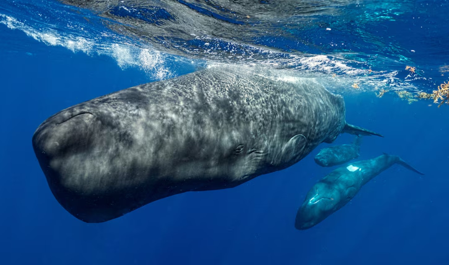 cover Underwater robot tracks sperm whale conversations in real time