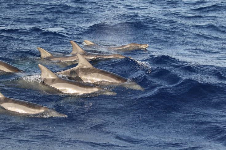 cover Dolphin sightings increase in Cypriot waters