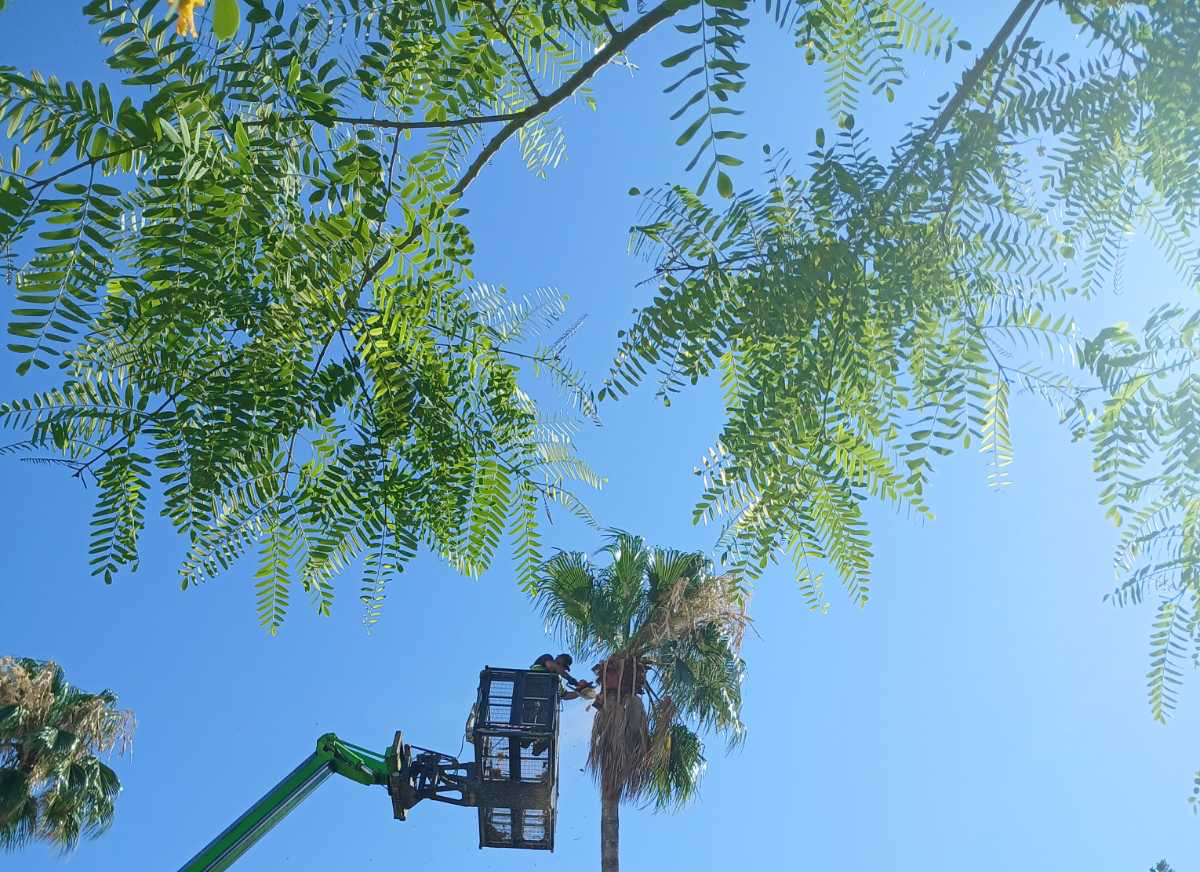 image Palm tree pruning begins across Larnaca