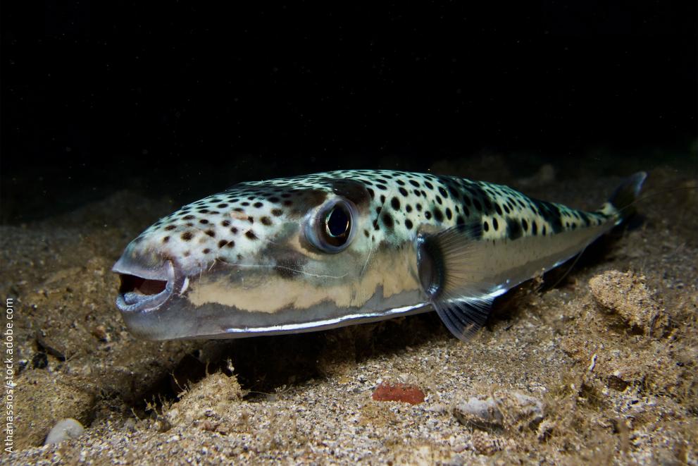 cover More than 100 tonnes of invasive pufferfish removed from Cypriot waters