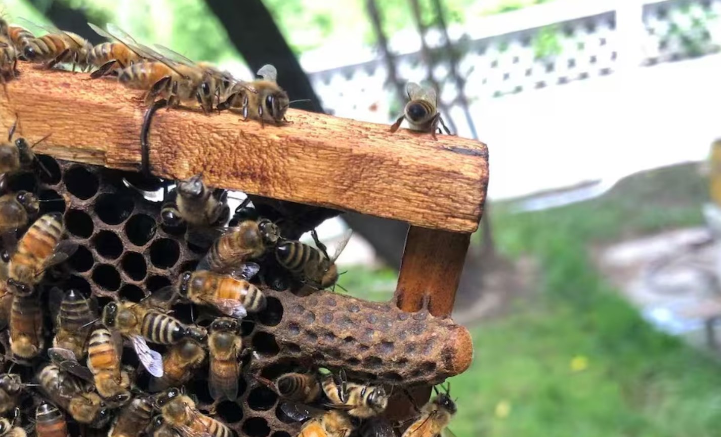 image Worker bees build a &#8216;royal palace&#8217; for the honeybee queen