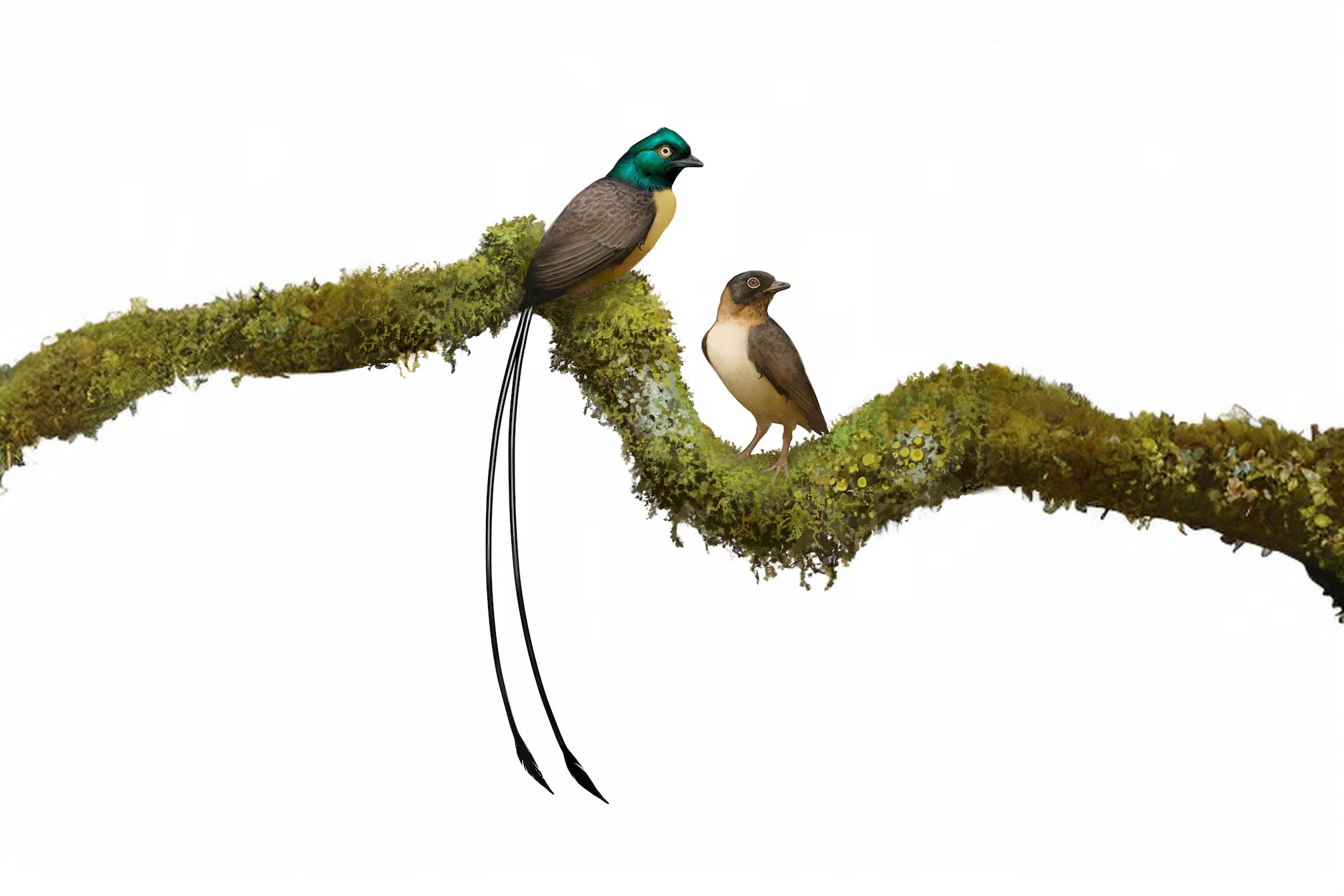 Ancient bird’s long tail feathers were perfect for a mating 